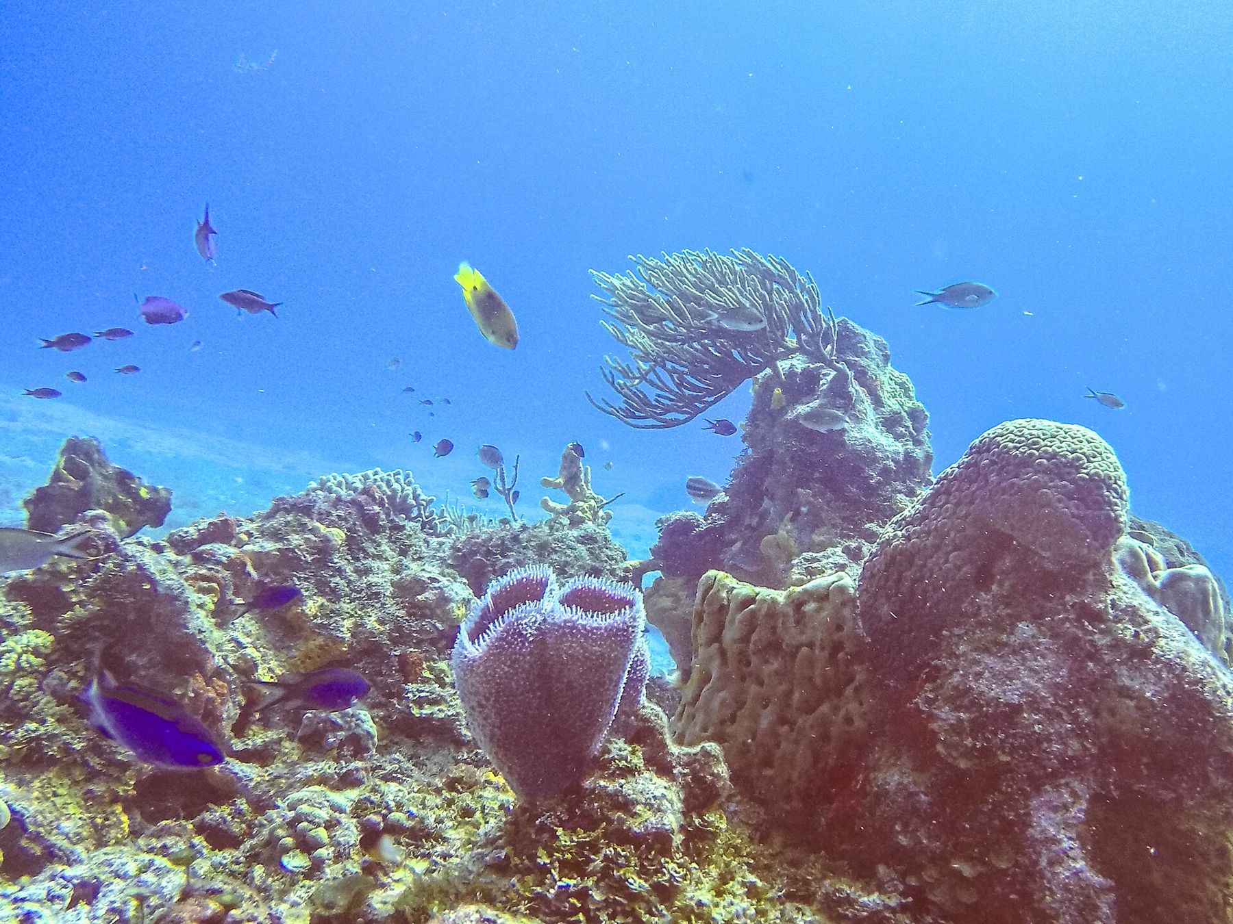 Reef fish over coral in Cozumel Reefs National Park
